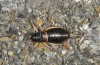 Baetica ustulata: Female (Spain, Andalusia, Granada, Sierra Nevada, Ruta di Veleta, 2600m, late September 2017) [N]