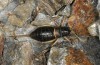 Baetica ustulata: Female (Spain, Andalusia, Granada, Sierra Nevada, Ruta di Veleta, 2600m, late September 2017) [N]