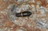 Baetica ustulata: Female (Spain, Andalusia, Granada, Sierra Nevada, Ruta di Veleta, 2600m, late September 2017) [N]