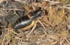 Baetica ustulata: Female (Spain, Andalusia, Granada, Sierra Nevada, Ruta di Veleta, 2600m, late September 2017) [N]