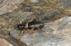 Baetica ustulata: Weibchen (Granada, Sierra Nevada, Ruta de Veleta, 2600m, Ende September 2017) [N]