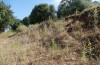 Poecilimon werneri: Habitat (Westgriechenland, Epirus, Südufer des Ambraktischen Golfs 50 km SE Preveza, Anfang Juni 2021) [N]