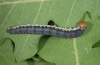 Asphalia ruficollis: Larva (Northern Greece, Askion, May 2010) [M]