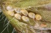Adscita albanica: Eggs prior to hatching, two already empty (e.o. rearing, N-Greece, Kavala, Pangeon, oviposition on 12. June 2024) [S]