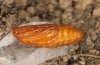 Adscita albanica: Pupa (e.o. rearing, N-Greece, Kavala, Pangeon, oviposition on 12. June 2024) [S]
