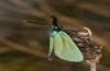 Adscita albanica: Male (e.o. rearing, Greece, Mount Pangeon near Kavala, oviposition on 12. June 2024) [S]