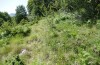 Adscita albanica: Habitat on a fallow power track in beech forest (N-Greece, Kavala, Pangeon, 12. June 2024) [N]