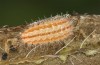 Adscita albanica: Larva in L3 (e.o. rearing, N-Greece, Kavala, Pangeon, oviposition on 12. June 2024) [S]