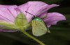 Adscita albanica: Female in typical nectaring position under a flower of Geranium sanguineum (N-Greece, Kavala, Pangeon, 12. June 2024) [N]