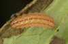 Adscita albanica: Larva in L3 (e.o. rearing, N-Greece, Kavala, Pangeon, oviposition on 12. June 2024) [S]