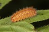 Adscita albanica: Half-grown larva in early autumn (e.o. rearing, N-Greece, Kavala, Pangeon, oviposition on 12. June 2024) [S]
