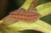 Adscita albanica: Half-grown larva in early autumn (e.o. rearing, N-Greece, Kavala, Pangeon, oviposition on 12. June 2024) [S]