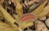 Adscita albanica: Larva in hibernation diapause (e.o. rearing, N-Greece, Kavala, Pangeon, oviposition on 12. June 2024) [S]