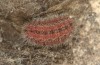 Adscita albanica: Larva in hibernation diapause (e.o. rearing, N-Greece, Kavala, Pangeon, oviposition on 12. June 2024) [S]