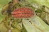 Adscita albanica: Larva in the penultimate instar after hibernation and direct start of feeding without further moult (e.o. rearing, N-Greece, Kavala, Pangeon, oviposition on 12. June 2024) [S]