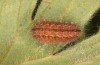 Adscita albanica: Larva in the penultimate instar after hibernation and direct start of feeding without further moult (e.o. rearing, N-Greece, Kavala, Pangeon, oviposition on 12. June 2024) [S]