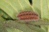 Adscita albanica: Larva in the final instar (e.o. rearing, N-Greece, Kavala, Pangeon, oviposition on 12. June 2024) [S]