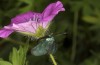 Adscita albanica: Male in typical nectaring position under a flower of Geranium sanguineum (N-Greece, Kavala, Pangeon, 12. June 2024) [N]