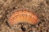 Adscita albanica: Larva on its way to pupation (e.o. rearing, N-Greece, Kavala, Pangeon, oviposition on 12. June 2024) [S]