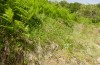 Adscita albanica: Habitat on a fallow power track in beech forest (N-Greece, Kavala, Pangeon, 12. June 2024) [N]