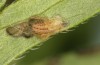 Adscita albanica: Larva in L2 (e.o. rearing, N-Greece, Kavala, Pangeon, oviposition on 12. June 2024) [S]