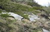 Adscita dujardini: Habitat in the Valais in early May [N]