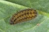 Adscita alpina: Raupe