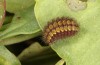 Adscita alpina: Larva (e.o. rearing, Switzerland, south side of Simplon, 1300m, oviposition in July 2019) [S]