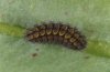 Adscita alpina: Raupe