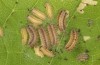 Theresimima ampellophaga: L2 and L3 larvae in the end of the instars (e.l. F1 breeding, Greece, Ikaria island, larvae found in mid-May 2025) [S]