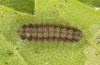 Theresimima ampellophaga: L3 larva (e.l. F1 breeding, Greece, Ikaria island, larvae found in mid-May 2025) [S]