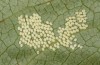 Theresimima ampellophaga: Egg batch (e.l. F1 breeding, Greece, Ikaria island, larvae found in mid-May 2025) [S]