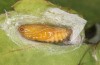 Theresimima ampellophaga: Pupa (e.l. rearing, Greece, Ikaria island, larvae found in mid-May 2025) [S]