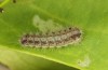 Theresimima ampellophaga: L4 larva (e.l. F1 breeding, Greece, Ikaria island, larvae found in mid-May 2025) [S]