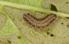 Theresimima ampellophaga: L4 larva (e.l. F1 breeding, Greece, Ikaria island, larvae found in mid-May 2025) [S]