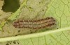 Theresimima ampellophaga: L4 larva (e.l. F1 breeding, Greece, Ikaria island, larvae found in mid-May 2025) [S]