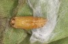 Theresimima ampellophaga: Pupa (e.l. rearing, Greece, Ikaria island, larvae found in mid-May 2025) [S]