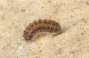 Theresimima ampellophaga: Half-grown larva in diapause (e.l. F1 breeding, Greece, Ikaria island, larvae found in mid-May 2025) [S]