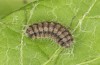 Theresimima ampellophaga: L4 larva (e.l. F1 breeding, Greece, Ikaria island, larvae found in mid-May 2025) [S]