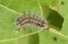 Theresimima ampellophaga: L5 larva (e.l. F1 breeding, Greece, Ikaria island, larvae found in mid-May 2025) [S]