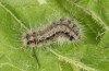 Theresimima ampellophaga: L5 larva (e.l. F1 breeding, Greece, Ikaria island, larvae found in mid-May 2025) [S]