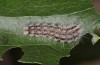 Theresimima ampellophaga: L6 larva (e.l. F1 breeding, Greece, Ikaria island, larvae found in mid-May 2025) [S]