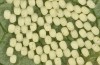 Theresimima ampellophaga: Egg batch (e.l. F1 breeding, Greece, Ikaria island, larvae found in mid-May 2025) [S]