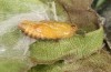 Theresimima ampellophaga: Pupa (e.l. rearing, Greece, Ikaria island, larvae found in mid-May 2025) [S]