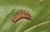 Theresimima ampellophaga: L6 larva (e.l. F1 breeding, Greece, Ikaria island, larvae found in mid-May 2025) [S]