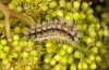 Theresimima ampellophaga: Larva (Greece, Ikaria island, mid-May 2025) [M]