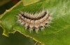 Theresimima ampellophaga: Larva (Greece, Ikaria island, mid-May 2025) [M]