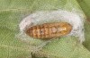 Theresimima ampellophaga: Pupa (e.l. rearing, Greece, Ikaria island, larvae found in mid-May 2025) [S]