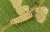 Theresimima ampellophaga: L1 larva (e.l. F1 breeding, Greece, Ikaria island, larvae found in mid-May 2025) [S]