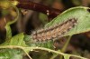 Theresimima ampellophaga: Larva (Greece, Ikaria island, mid-May 2025) [S]